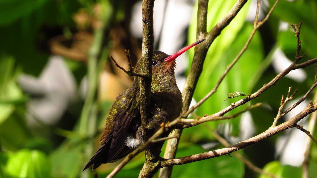 Gilded Hummingbird - Alejandra Pons