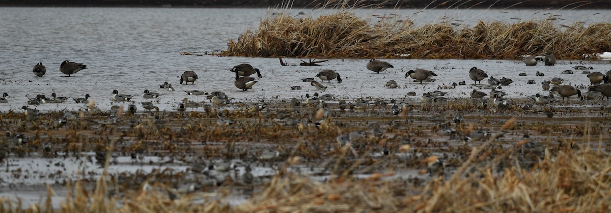 Northern Pintail - ML229496671