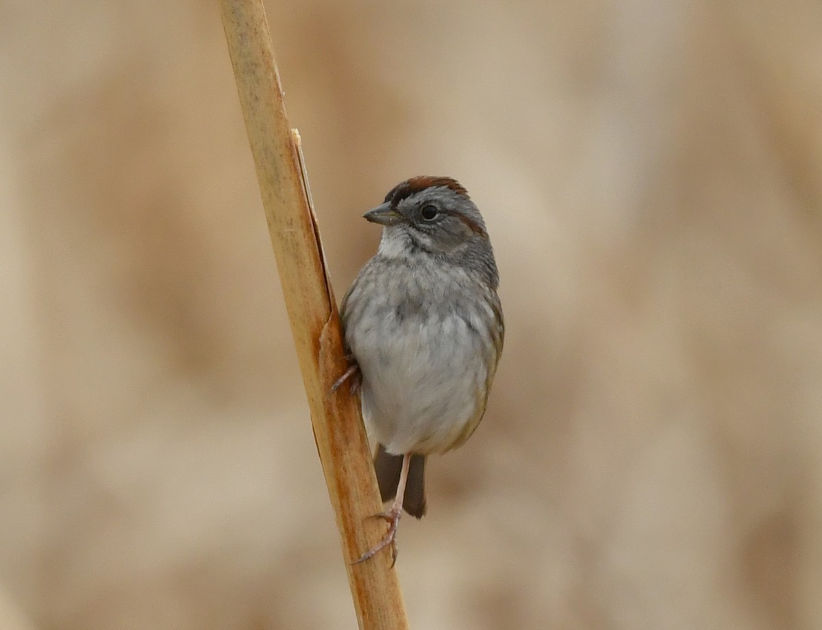 Swamp Sparrow - ML229496921