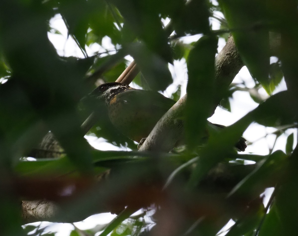 Ochre-breasted Catbird - ML229499091