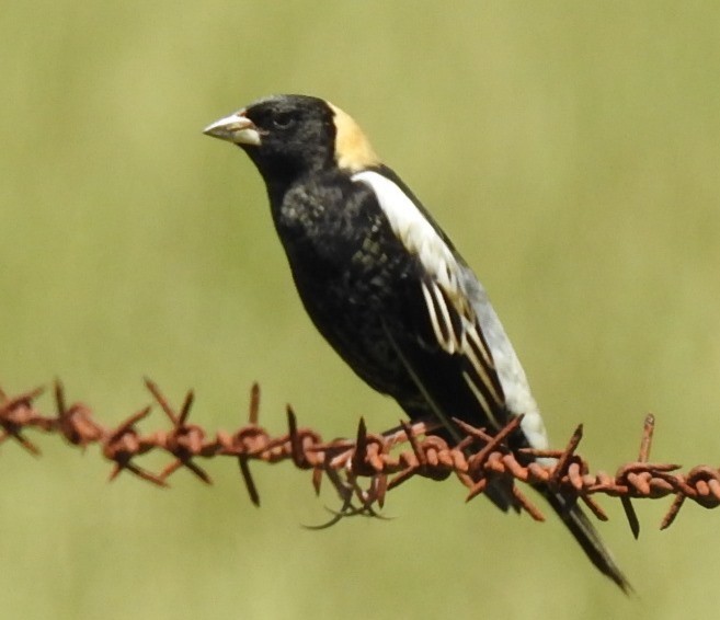 Bobolink - Janine Robin