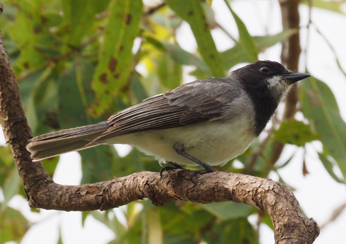 White-bellied Whistler - Stephan Lorenz