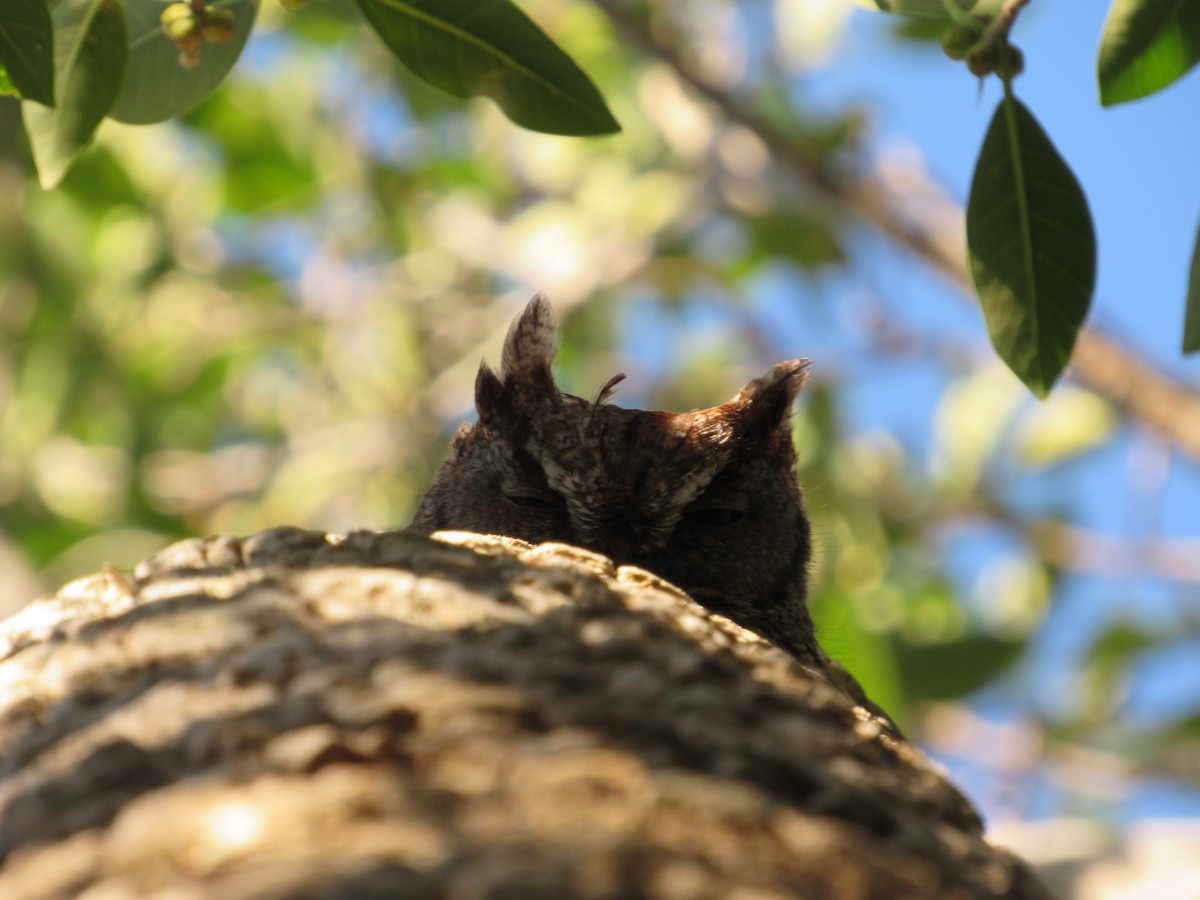 Eastern Screech-Owl - Michael O'Boyle