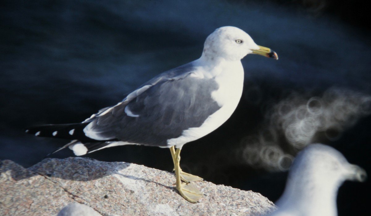 Black-tailed Gull - ML22950301