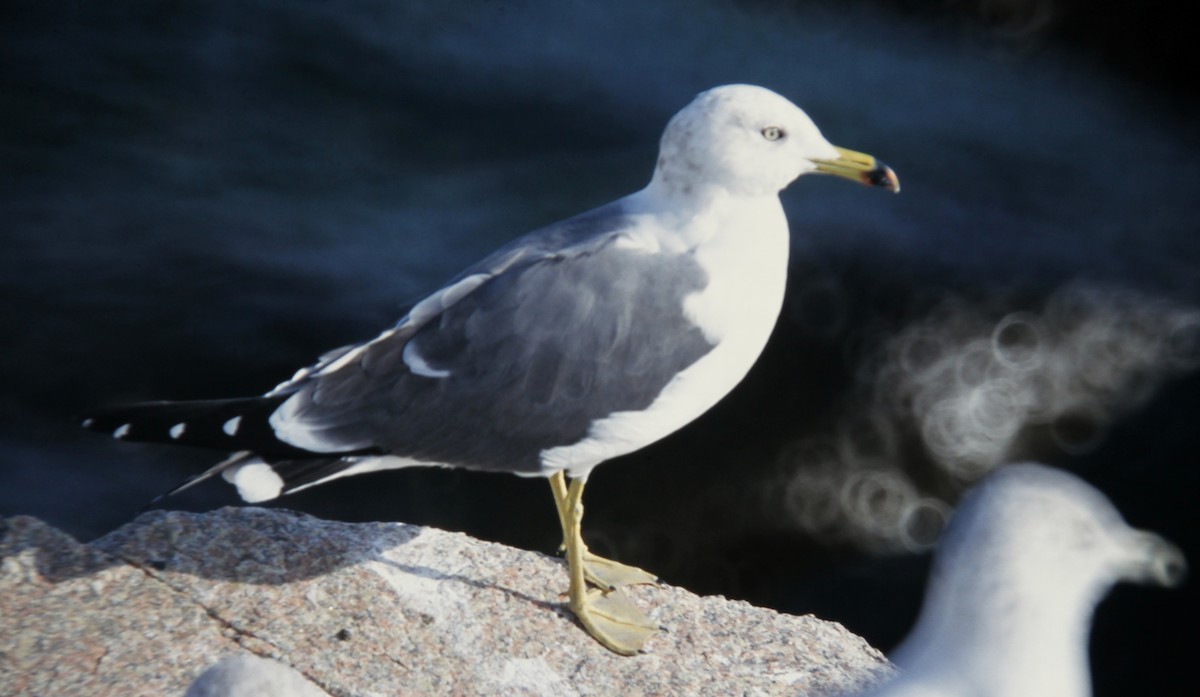 Gaviota Japonesa - ML22950301