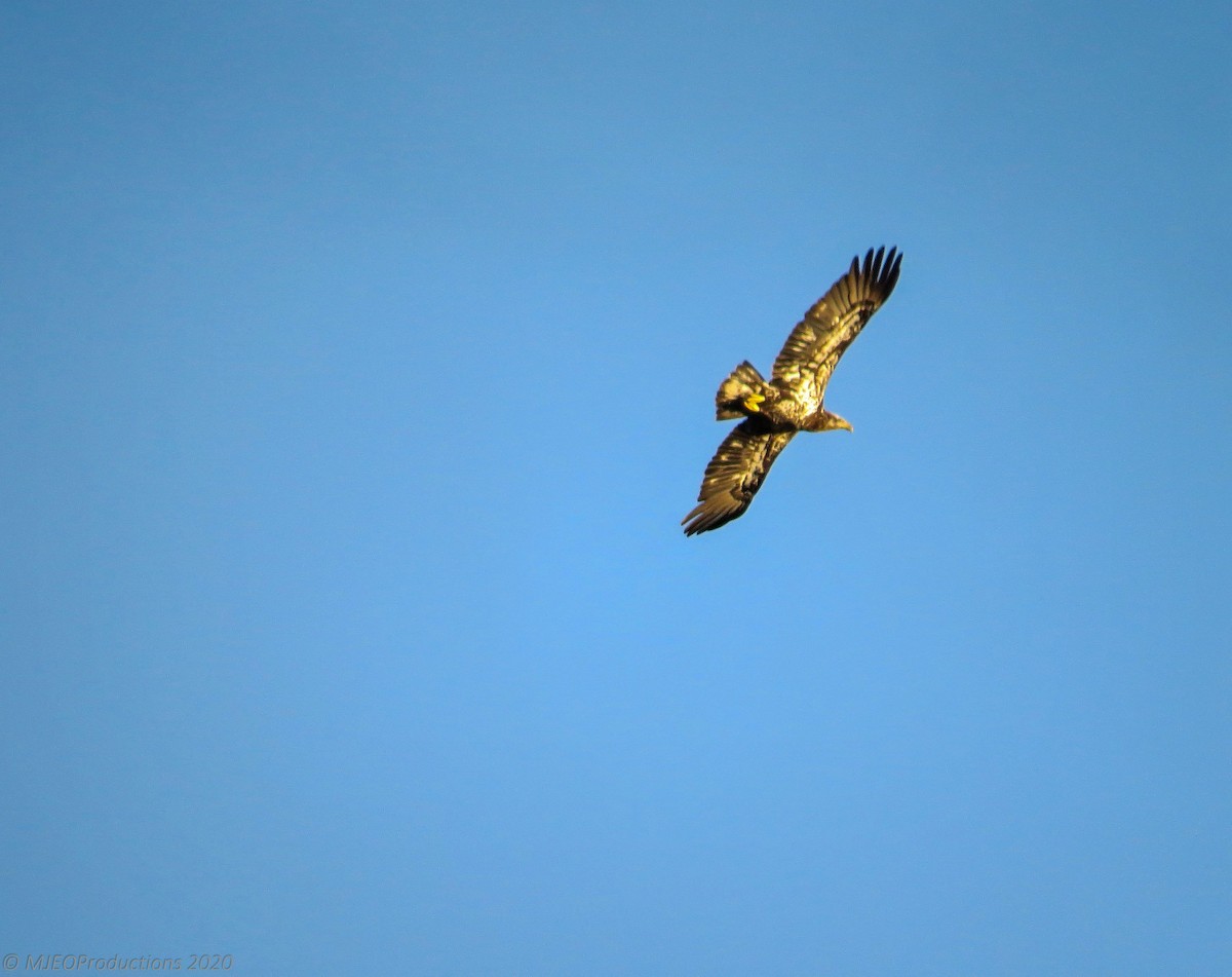 Bald Eagle - ML229503951