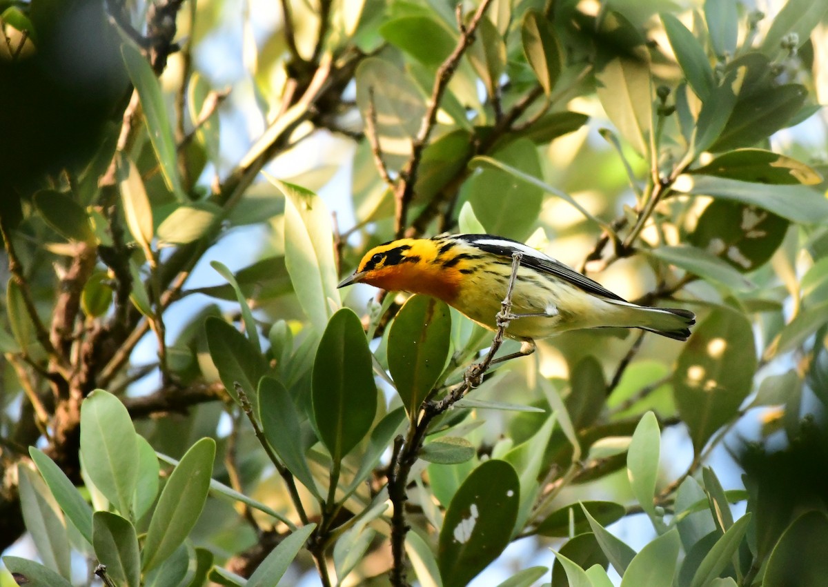 Blackburnian Warbler - ML229504871