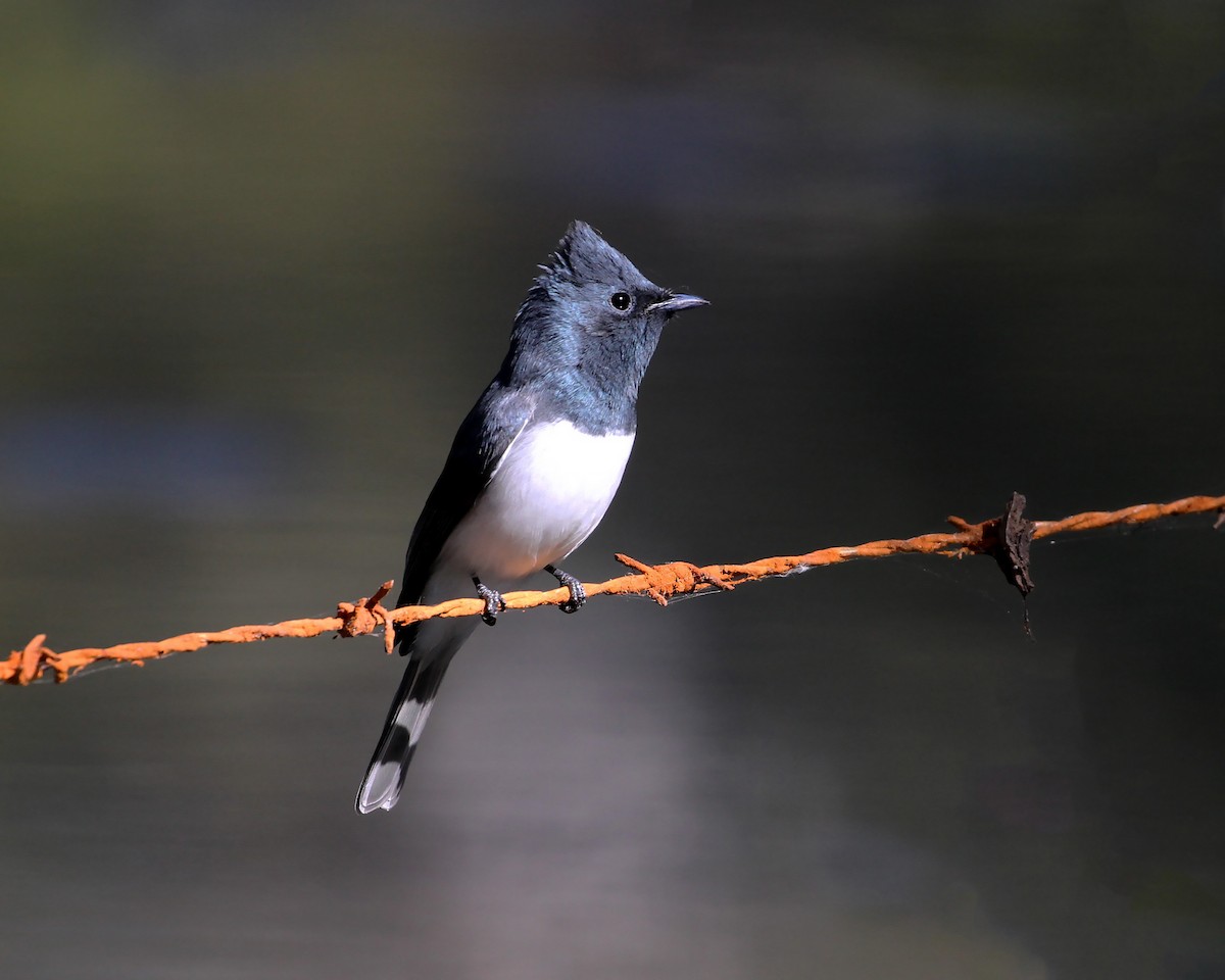 Leaden Flycatcher - ML229507701