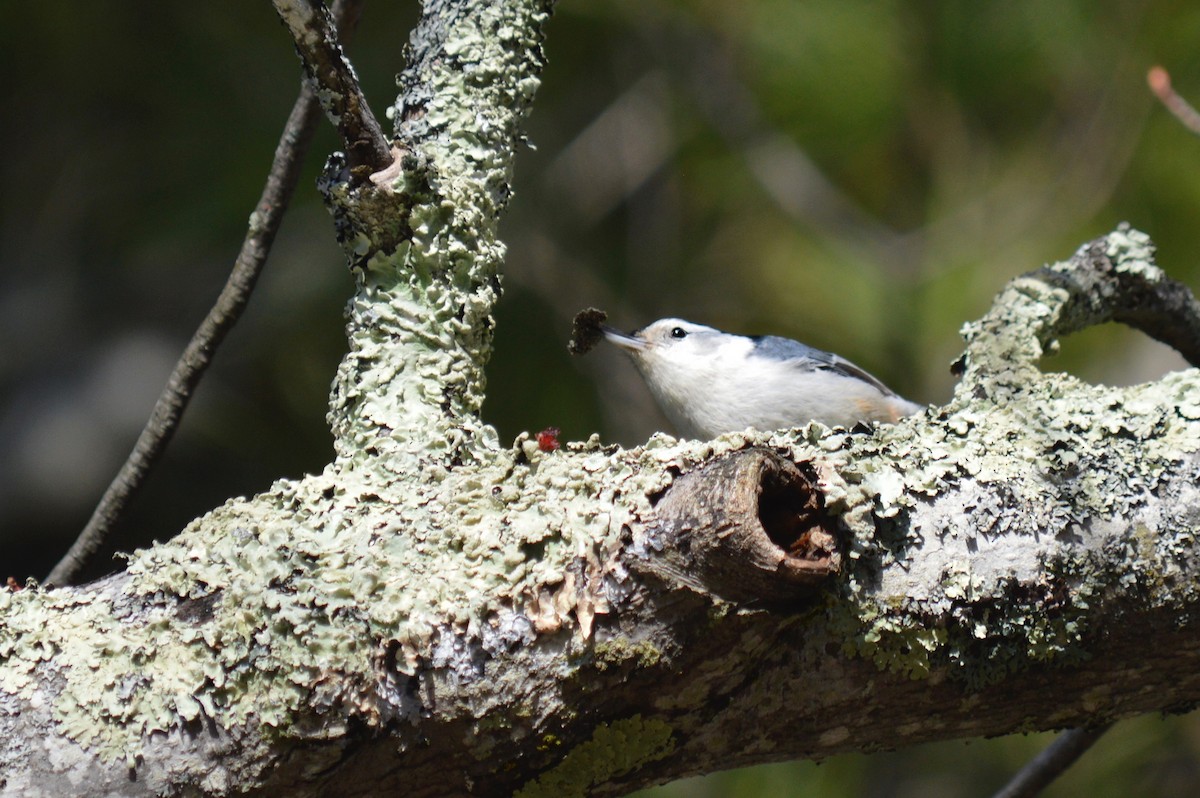 White-breasted Nuthatch - Brett Hillman