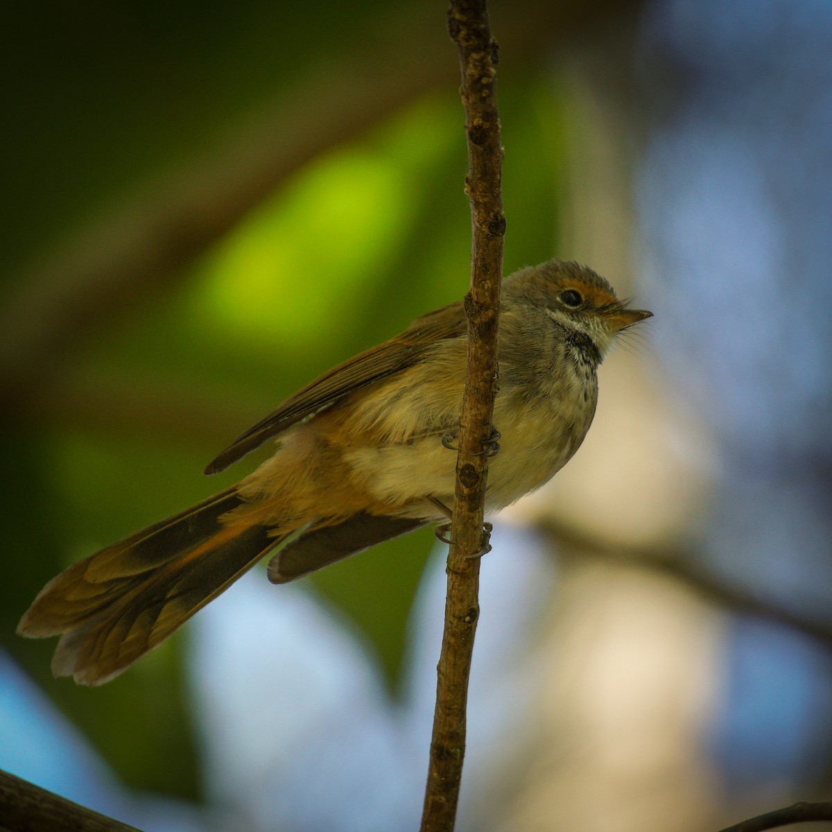 Australian Rufous Fantail - ML229508191