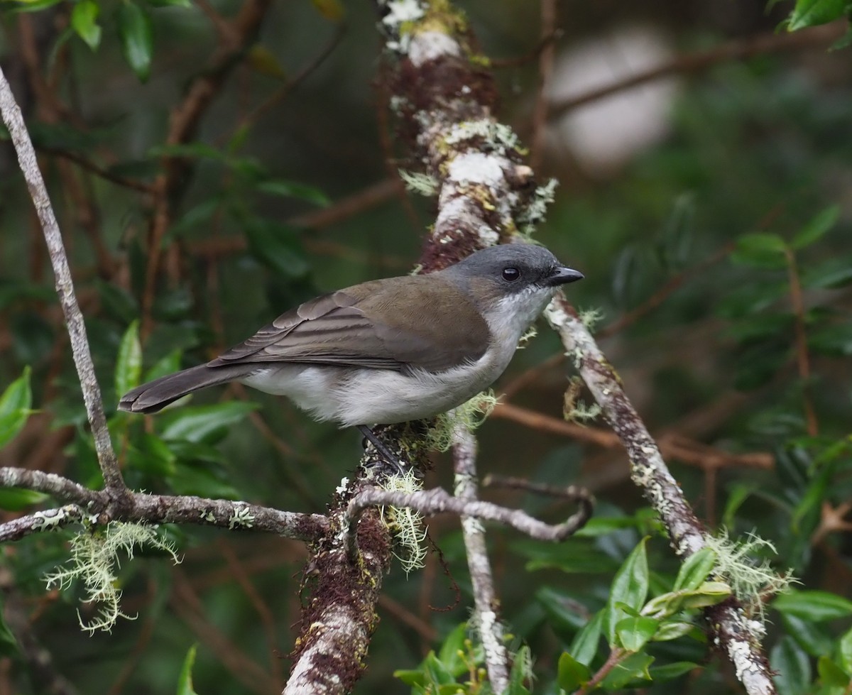 Brown-backed Whistler - Stephan Lorenz / Rockjumper Birding Tours