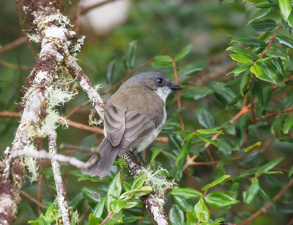 Brown-backed Whistler - ML229508331