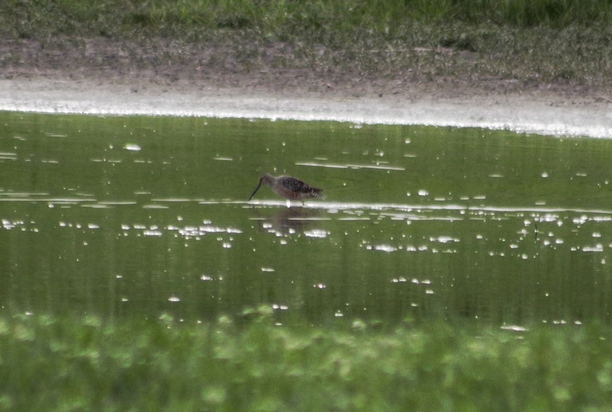 Long-billed Dowitcher - ML229508931