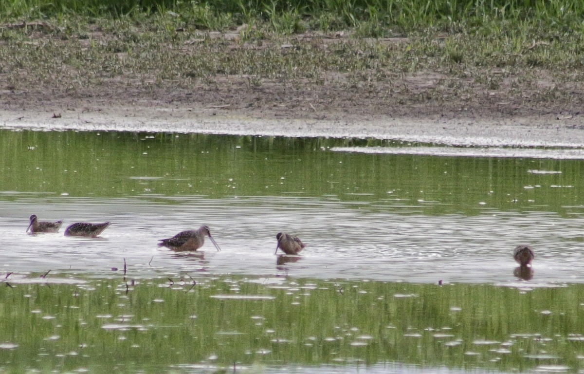 Long-billed Dowitcher - ML229508961