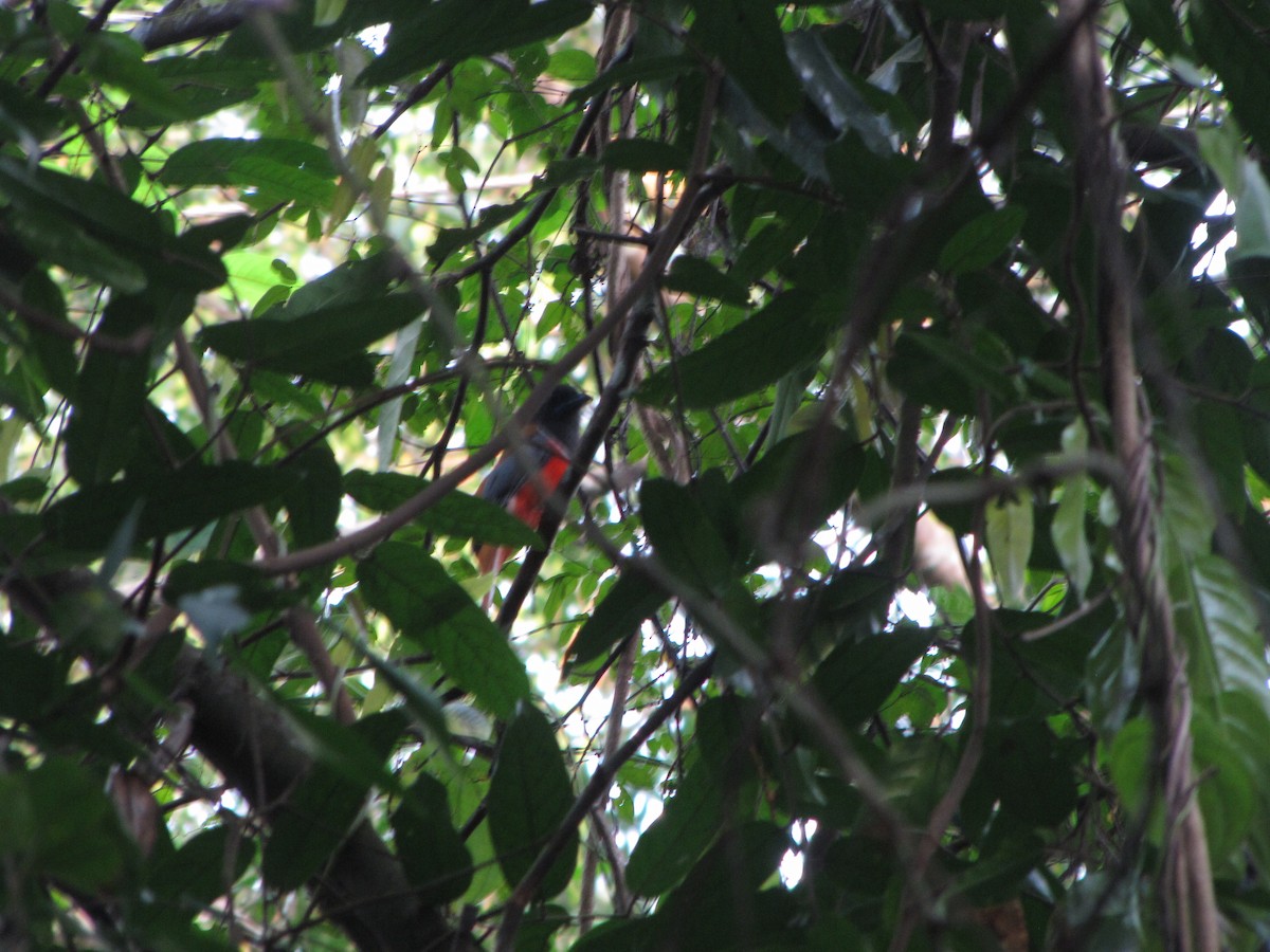 Malabar Trogon - Ramit Singal