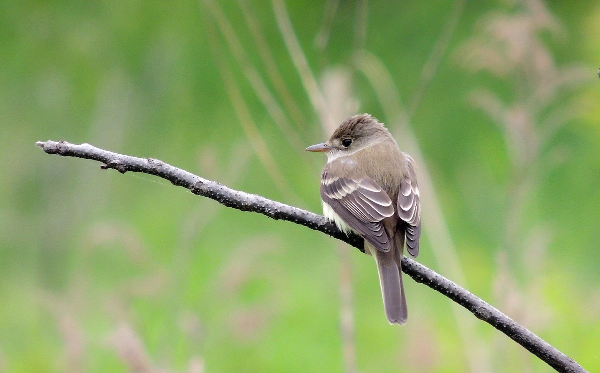 Alder Flycatcher - ML22951381