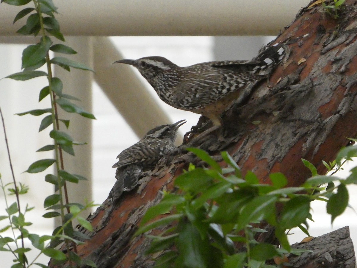 Cactus Wren - ML229514411