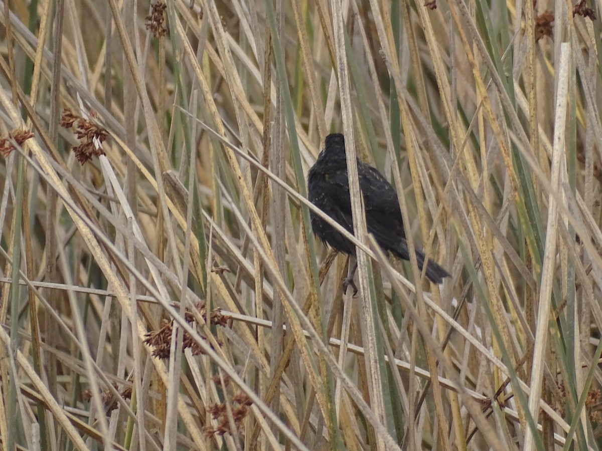 Yellow-winged Blackbird - ML229514521