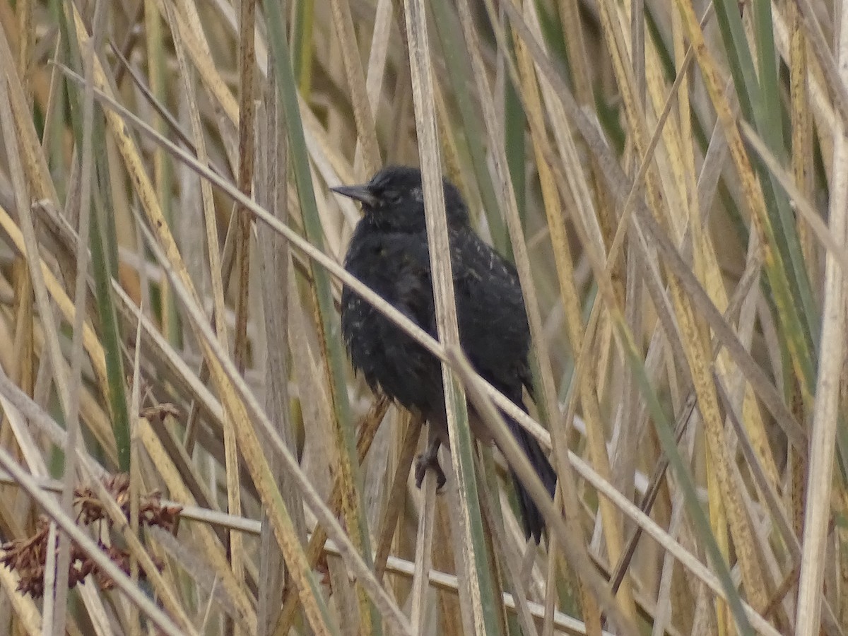 Yellow-winged Blackbird - Ernesto Guzmán