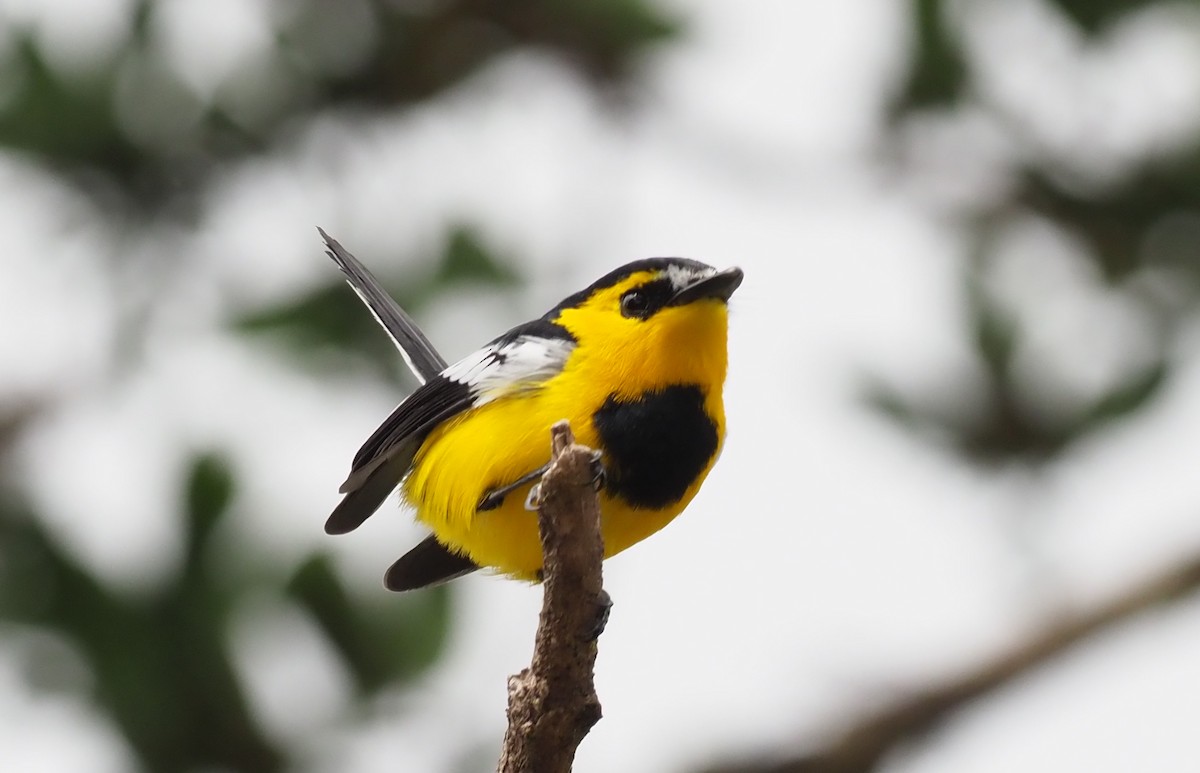 Black-breasted Boatbill - ML229517091