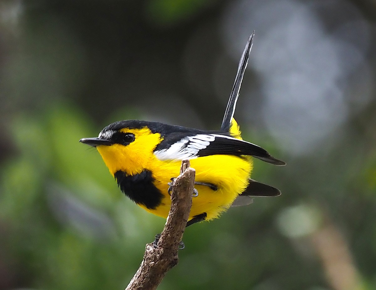Black-breasted Boatbill - Stephan Lorenz / Rockjumper Birding Tours