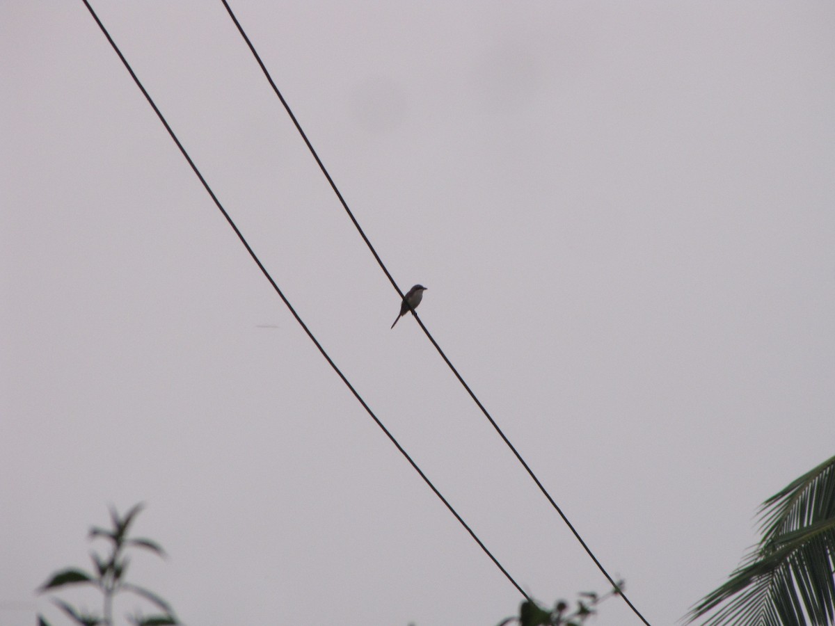 Brown Shrike - ML229518611