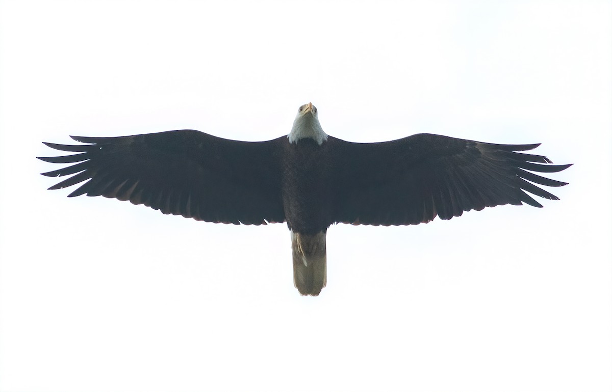 Bald Eagle - ML229518991