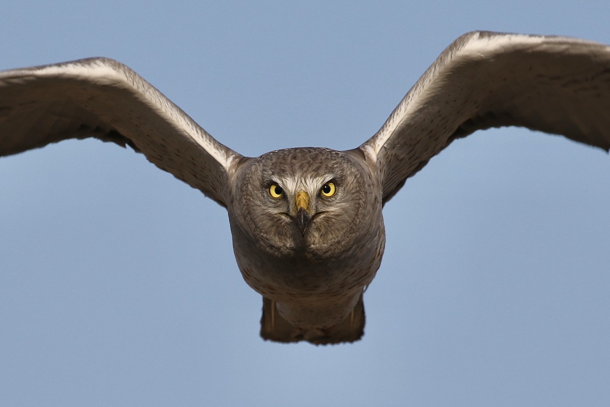 Northern Harrier - ML229519571