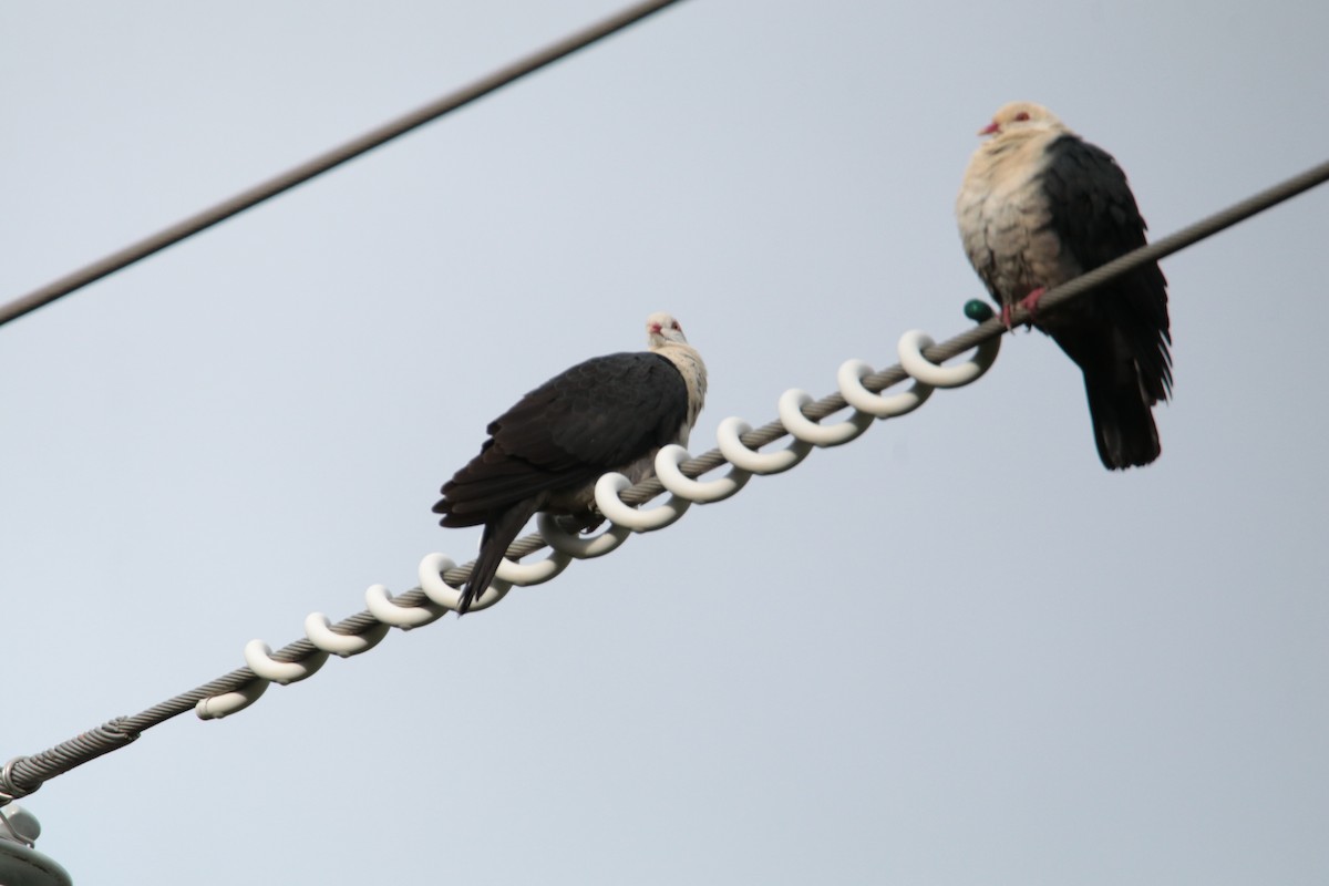 holub běloprsý - ML229519951