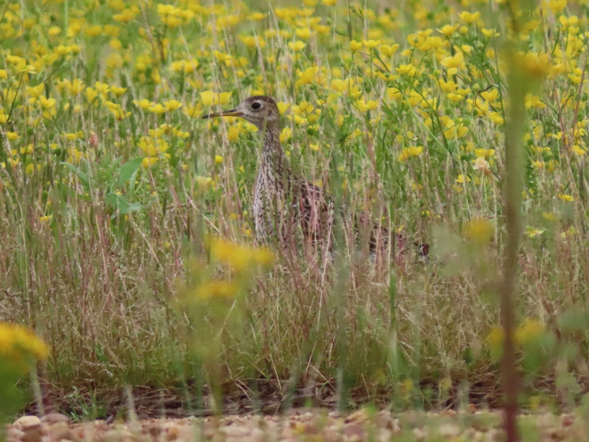 Upland Sandpiper - Ruben  Stoll