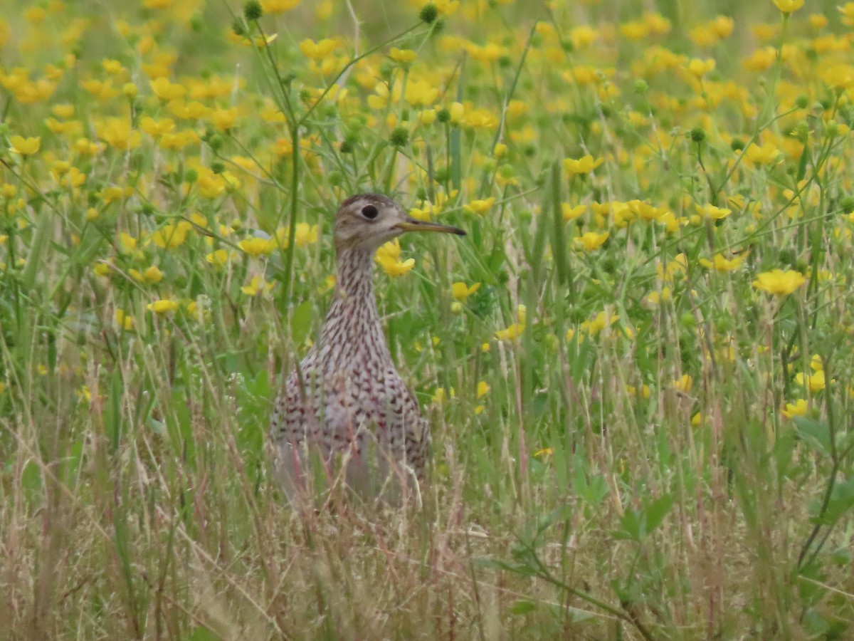 Upland Sandpiper - Ruben  Stoll