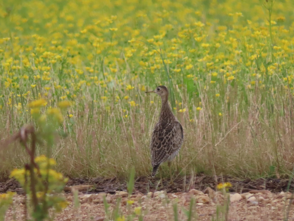 Upland Sandpiper - Ruben  Stoll