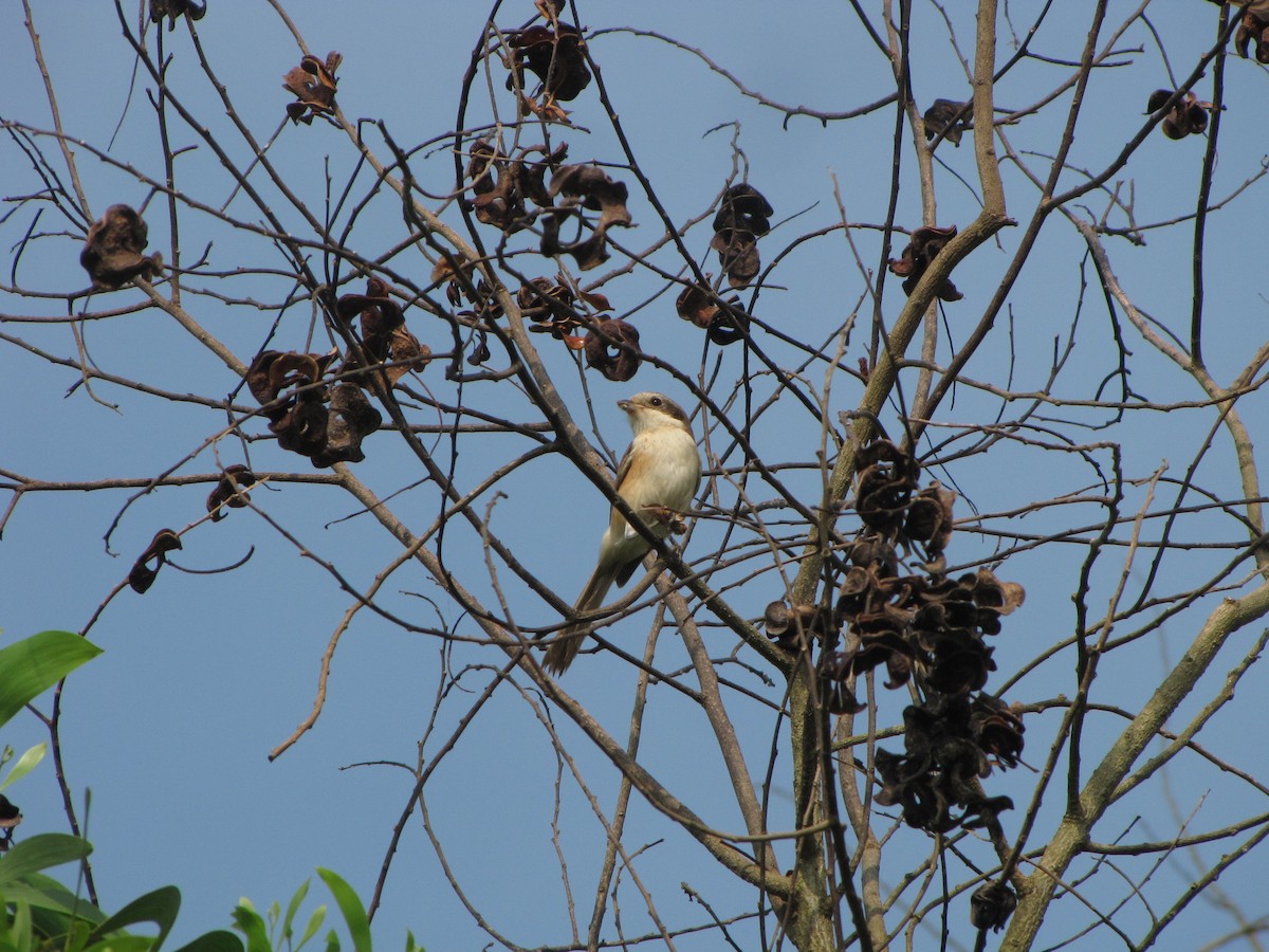 Bay-backed Shrike - ML229521361