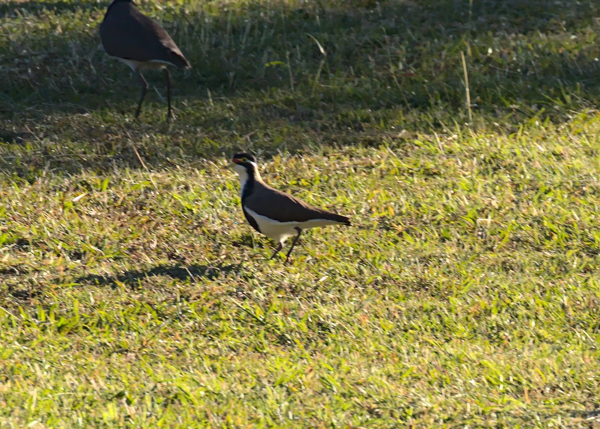 Banded Lapwing - ML229521621