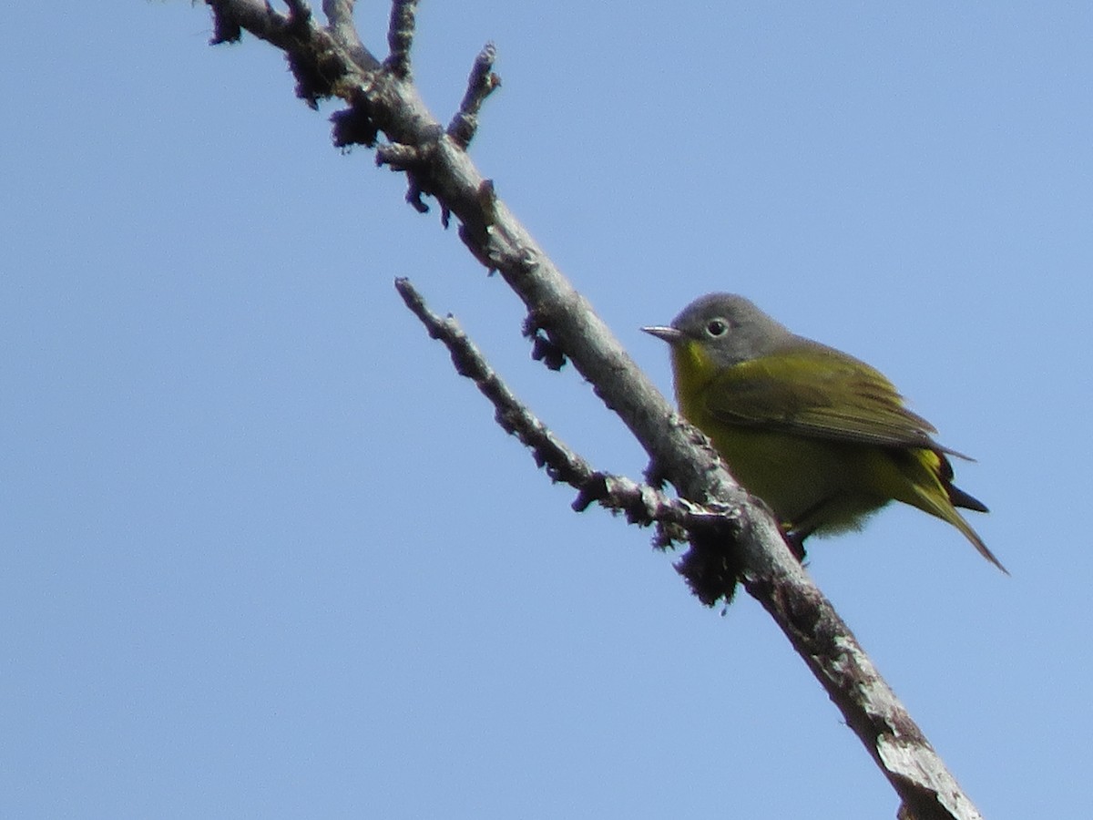 Nashville Warbler - Mike Nelson