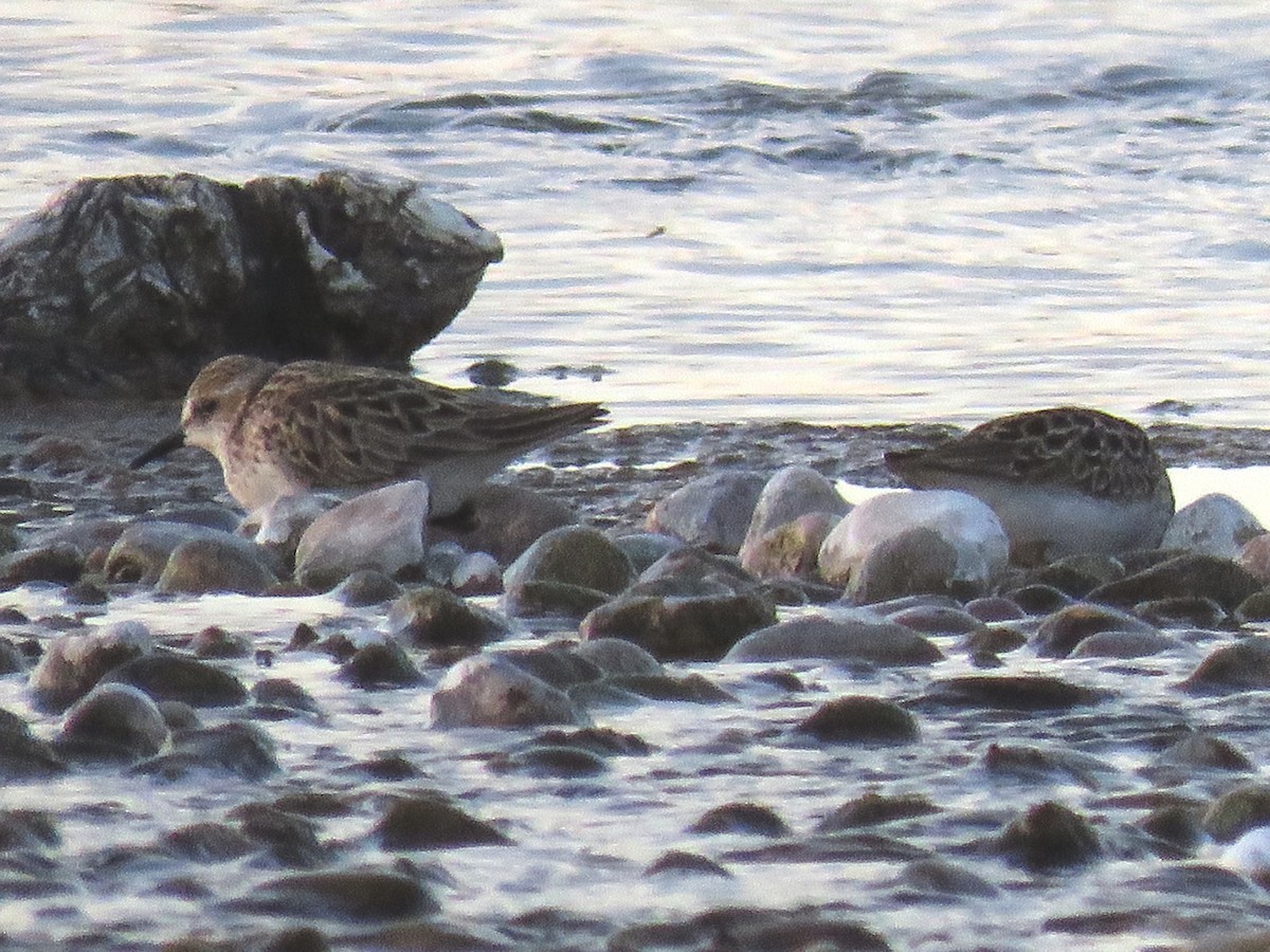 Semipalmated Sandpiper - shawn richmond