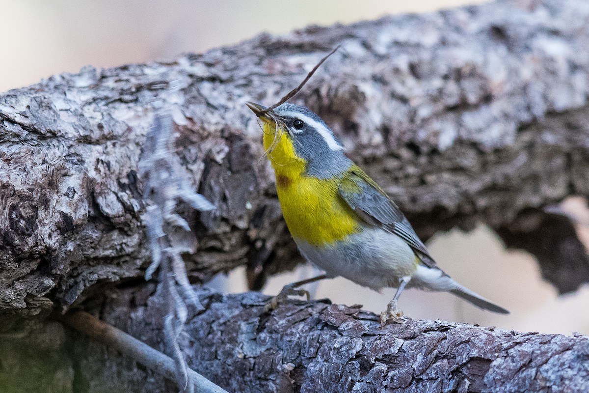 Crescent-chested Warbler - Victor Stoll