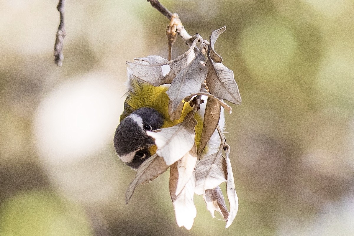 Crescent-chested Warbler - Victor Stoll