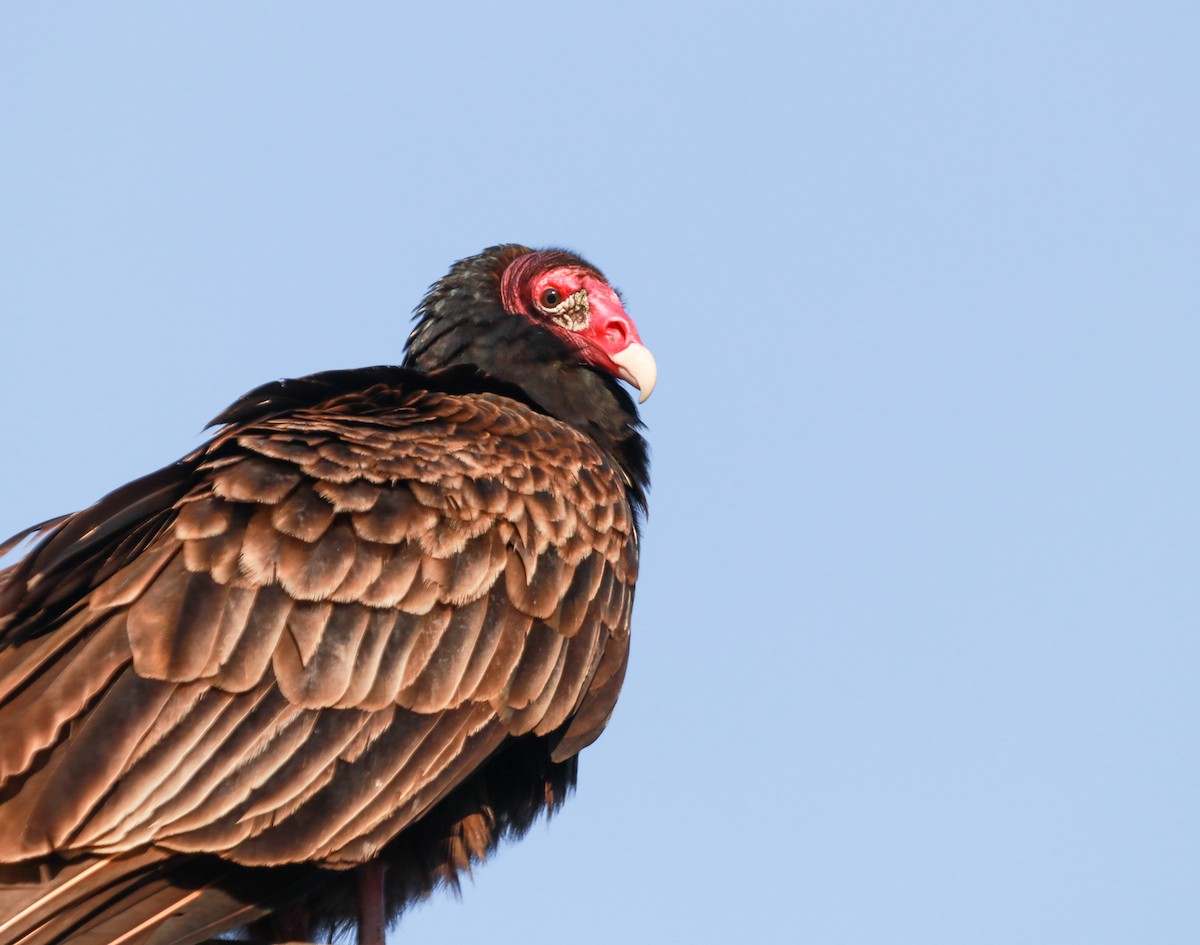 Turkey Vulture - Zebedee Muller