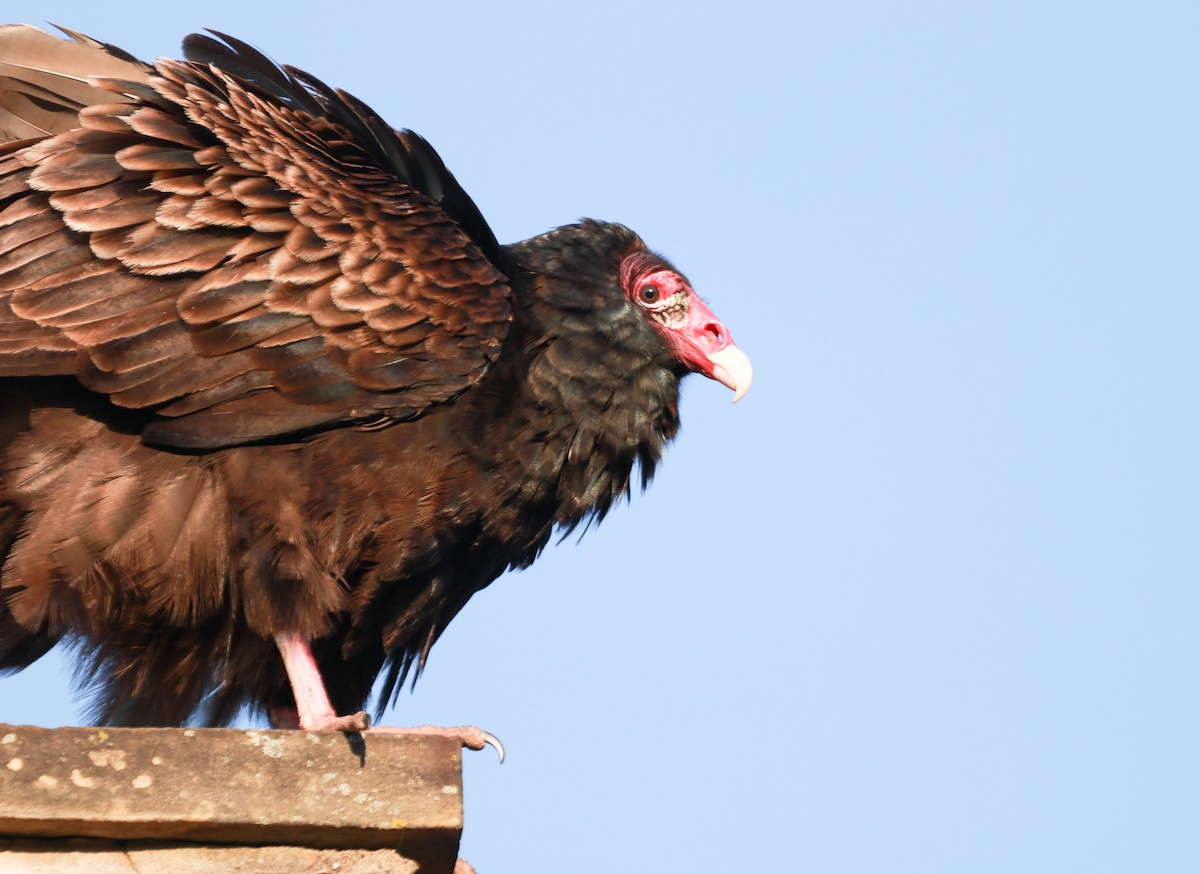 Turkey Vulture - Zebedee Muller