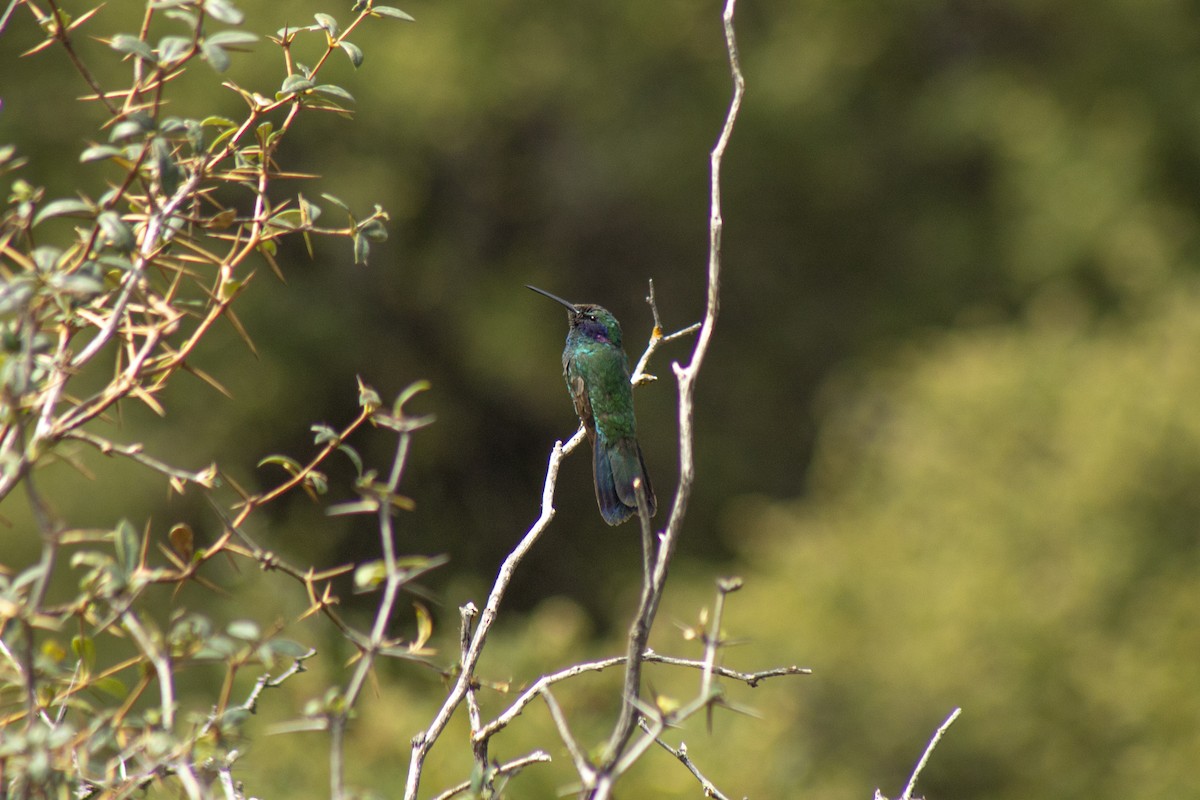 Sparkling Violetear - ML229527931