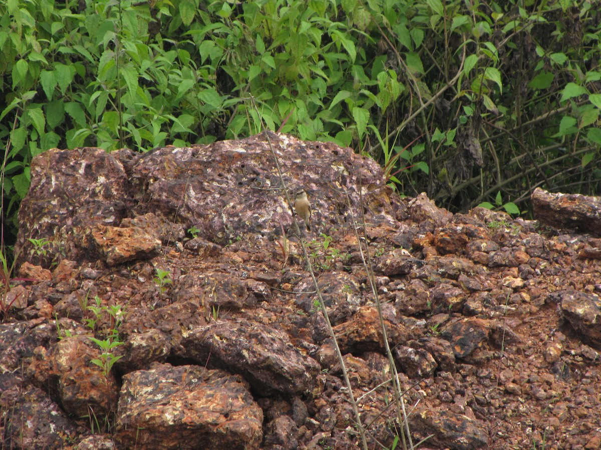 Сибирский черноголовый чекан - ML229529701