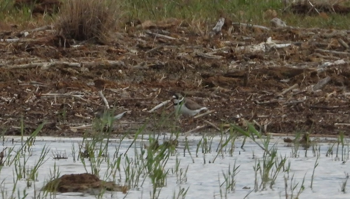 Semipalmated Plover - ML229529721