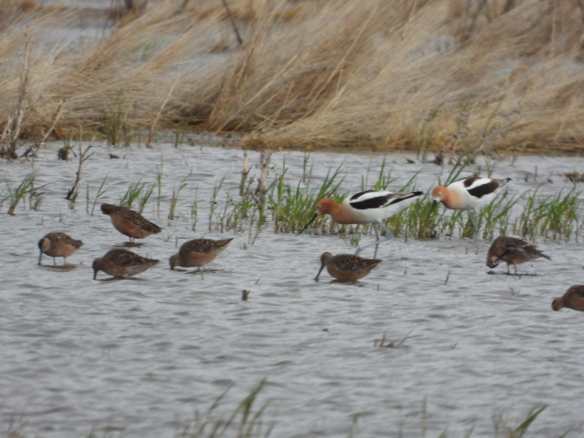 Avocette d'Amérique - ML229529741