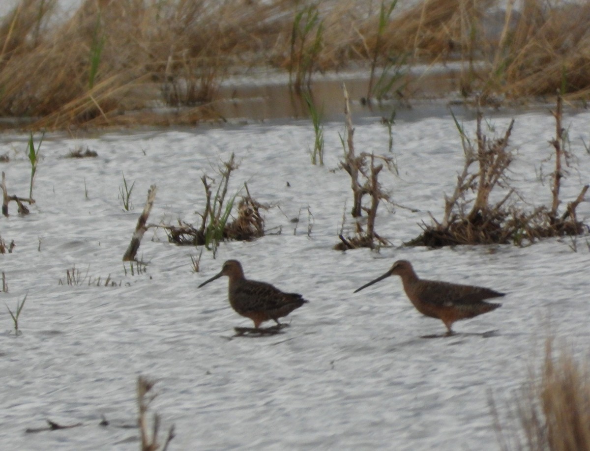 Long-billed Dowitcher - ML229529811