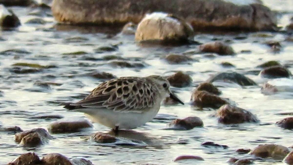 Semipalmated Sandpiper - shawn richmond