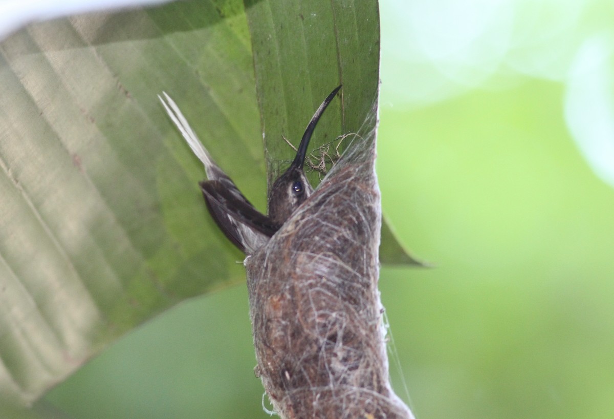 kolibřík běloknírkový - ML229535831
