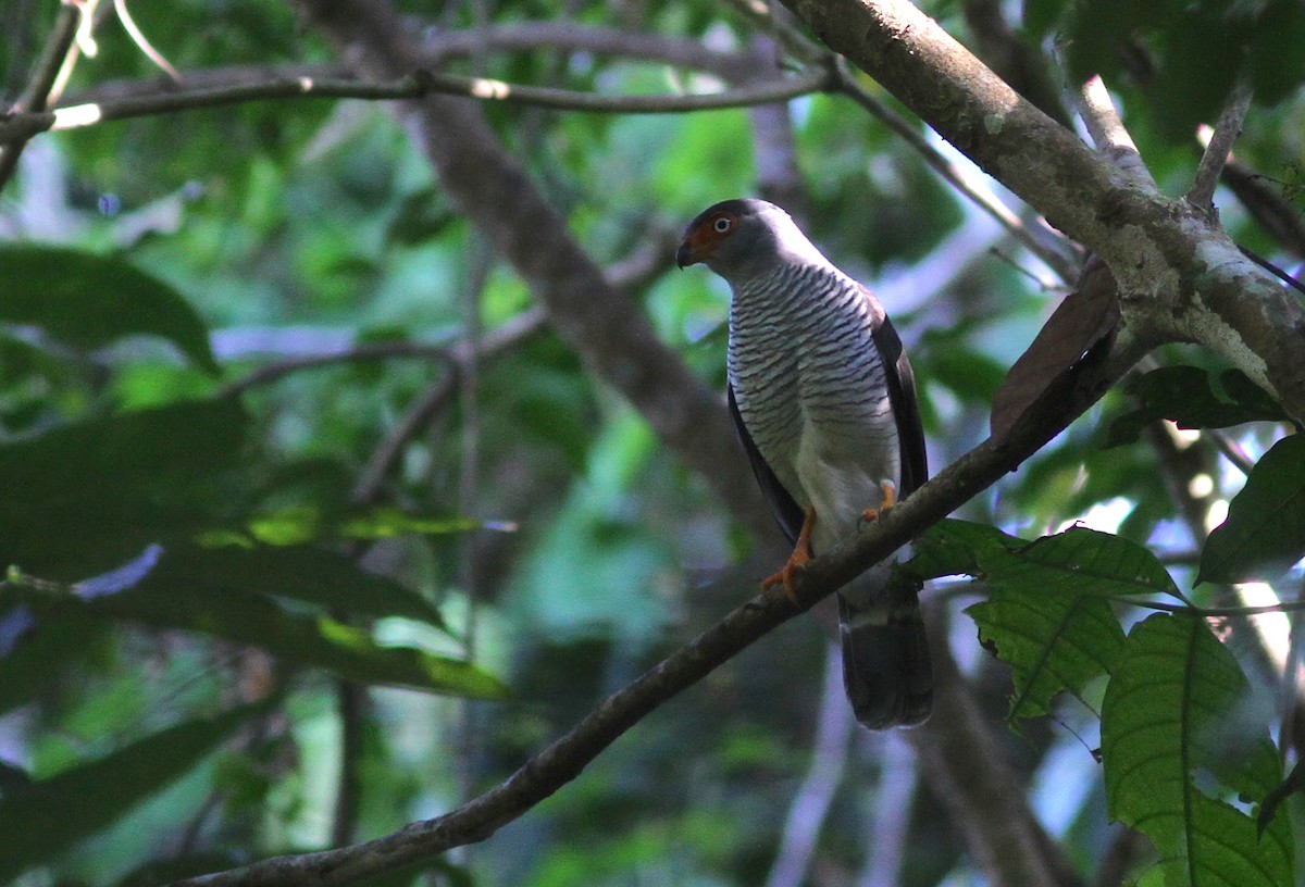 Cryptic Forest-Falcon - Stephan Lorenz