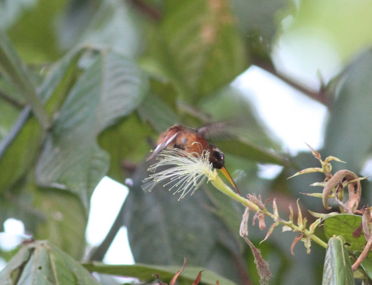 Tapajos Hermit - ML229536891