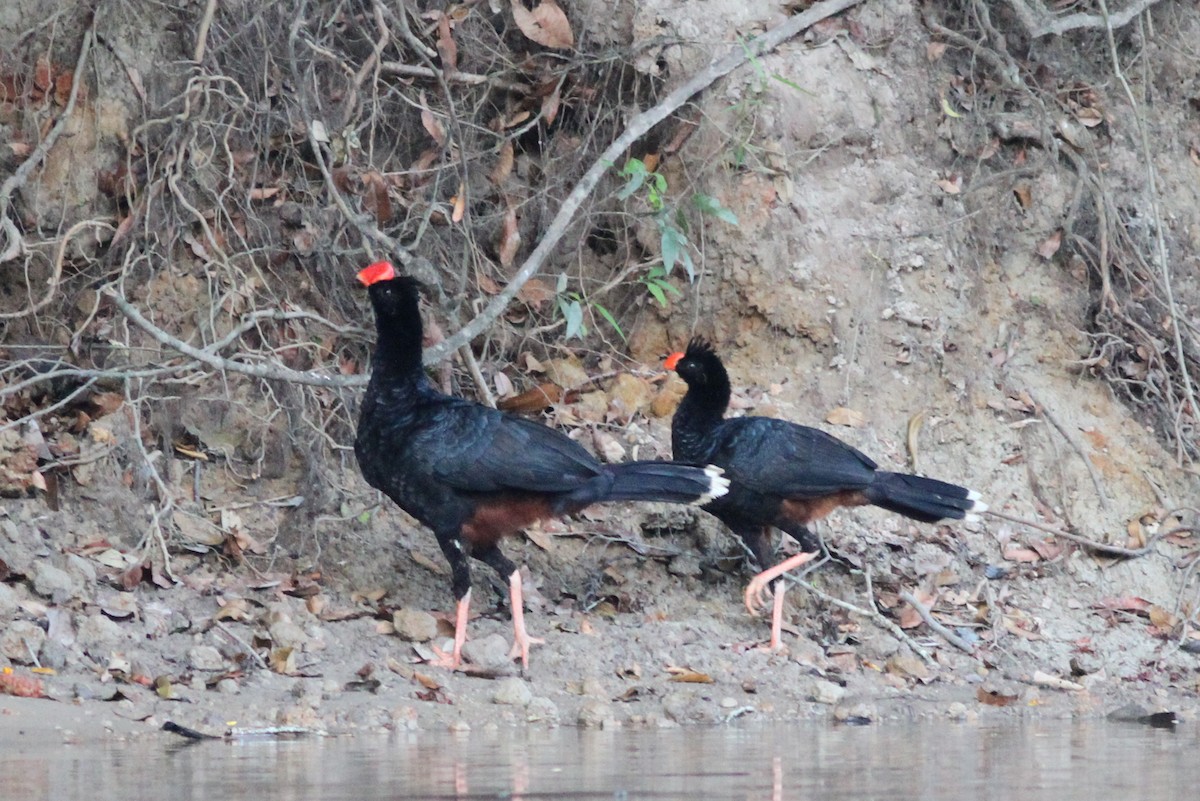 Razor-billed Curassow - Stephan Lorenz